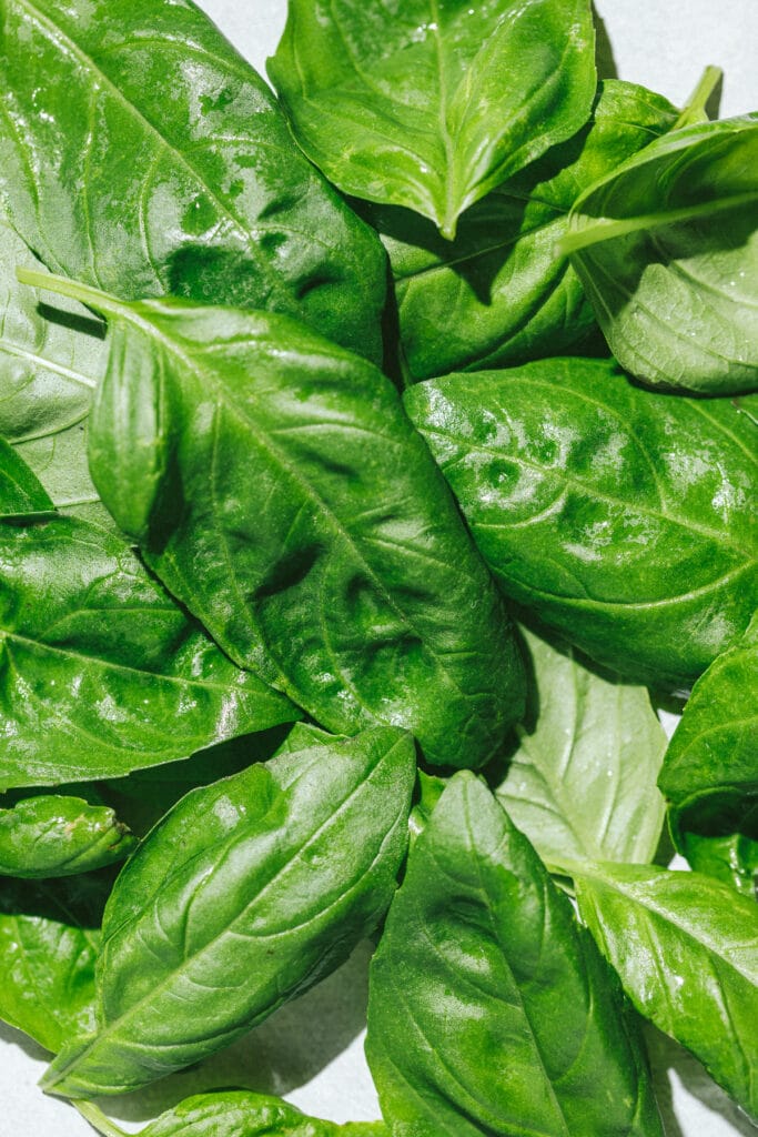 Closeup of fresh basil leaves for zucchini pesto recipe.
